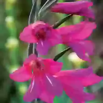 Communis Byzantinus